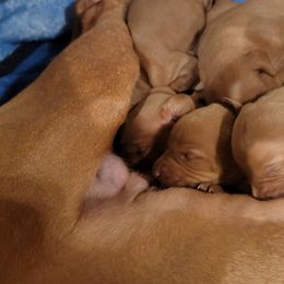 Girl 2 - Golden rust female Vizsla puppy in Springfield, Ohio from Amy's Vizslas