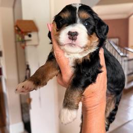 Whiff - Tri-color female Bernedoodle puppy in Royse City, Texas from Platinum Bernedoodles of Texas
