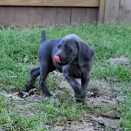 Arrow - Blue Male - Blue male Weimaraner puppy in Kingwood, Texas from Desert Rose Weimaraners