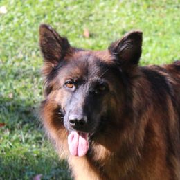 Athena - German Shepherd
