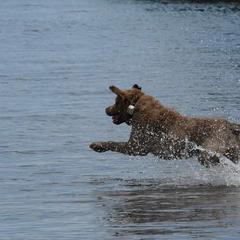 Chesapeake Bay Retriever All Grown Up from Topwater Chesapeakes