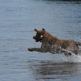 Chesapeake Bay Retriever All Grown Up from Topwater Chesapeakes