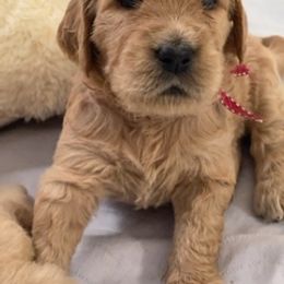 Goldendoodle Puppies from Jasperdoodle.com