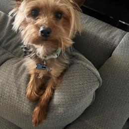 Yorkshire Terrier All Grown Up from Yorkie Love