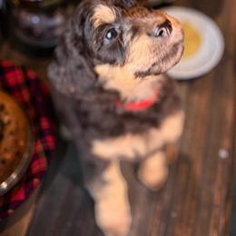 Red - Grizzle and white female Sheepadoodle puppy in Salem, Oregon from Oregon Poodle Oodle Doodles