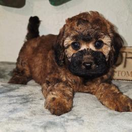 Lilo - Sable female Cockapoo puppy in Indiahoma, Oklahoma from Phamily Doodles