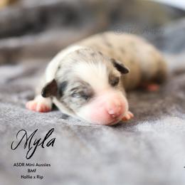 Myla - BMF - Blue merle female Miniature Australian Shepherd puppy in Nacogdoches, Texas from TK Standard, Mini, & Toy Aussies
