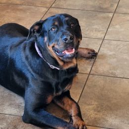 Rottweilers from Sullivan Family Rottweilers