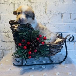 Pumpkin Pie - Sable and white female American Corgi puppy in Westminster, Maryland from Serendipity Corgi's