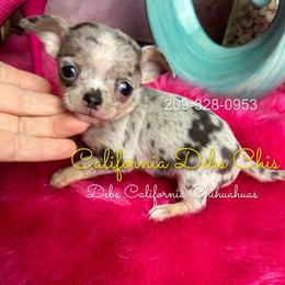 BLUE ROSE 5250 - Blue merle female Chihuahua puppy in Manteca, California from Deb's Chihuahuas California