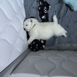 Samoyed Puppies from The Floof Brigade