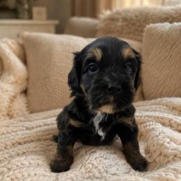 Stella - Phantom female Bernedoodle puppy in Gilbert, Arizona from LittleLegacyDoodles