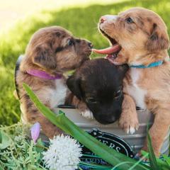 Aussiedoodle and Leopardoodle Puppies from A Puppy Crush