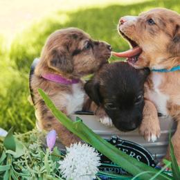 Aussiedoodle and Leopardoodle Puppies from A Puppy Crush