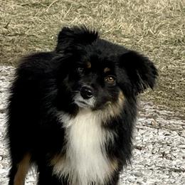 Trev - Miniature Australian Shepherd