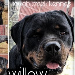 Willow - Rottweiler