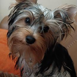 Lady - Blue and gold female Yorkshire Terrier puppy in Potomac, Maryland from Fabiana's Yorkshire Terriers
