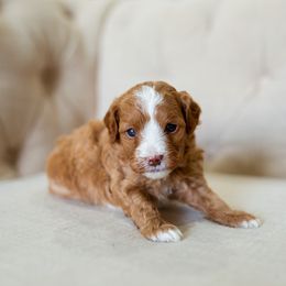 Aussiedoodle, Cockapoo, Miniature Australian Shepherd, and Poodle Puppies from Benson’s Red River Aussies