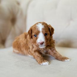 Aussiedoodle, Cockapoo, Miniature Australian Shepherd, and Poodle Puppies from Benson’s Red River Aussies