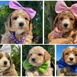Goldendoodle and Labradoodle Puppies from DG Labradoodles