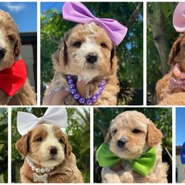 Goldendoodle and Labradoodle Puppies from DG Labradoodles