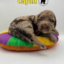 Cajun - Merle male Goldendoodle puppy in Ponchatoula, Louisiana from Real Life Furrytales