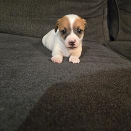 Boy 4 - Tri-color male Russell Terrier puppy in Kemp, Texas from Dodd's Shorty Jack Russells