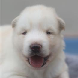 Dante - White male Gerberian Shepsky puppy in Gorman, Texas from Bransford Paw Pack/Timber Huskies