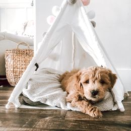 Goldendoodle Puppies from Golden Haven Doodles