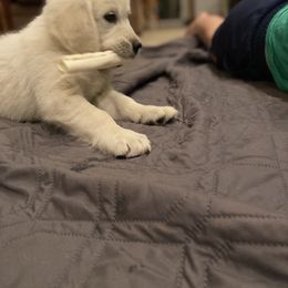 Golden Retriever Puppies from Silver Morning Farm