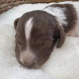 Duke - Piebald male Dachshund puppy in Wallingford, Kentucky from Hensley Homestead Dachshunds