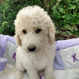 Black Girl - Sheepadoodle puppy in Kimberly, Idaho from Wizardwood Doodles