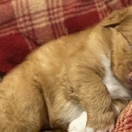 Nova Scotia Duck Tolling Retrievers from Highland Tollers