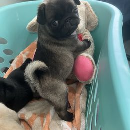 Girl 1 - Black female Pug puppy in Jamesville, North Carolina from Prices Pugs