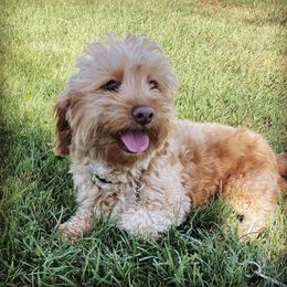 Willow - Goldendoodle