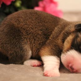 Pembroke Welsh Corgi Puppies from Southern Raised Corgis