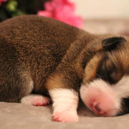 Pembroke Welsh Corgi Puppies from Southern Raised Corgis