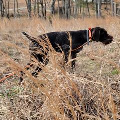German Wirehaired Pointer Puppies from Fleetwood German Wirehaired Pointers