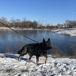 Athos - German Shepherd
