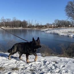 Athos - German Shepherd