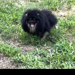 Jace - Pomeranian