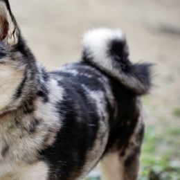 Cora - Pomsky