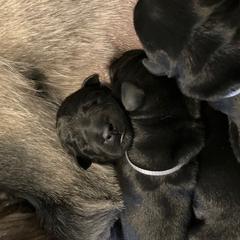 Standard Schnauzer Puppies from Songbird Standard Schnauzers
