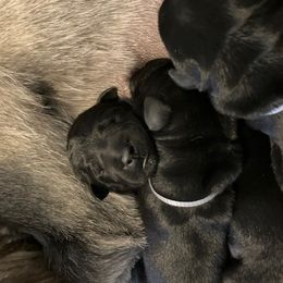 Standard Schnauzer Puppies from Songbird Standard Schnauzers