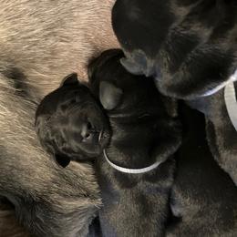 Standard Schnauzer Puppies from Songbird Standard Schnauzers