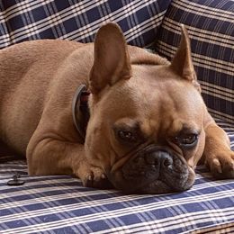 Callie - French Bulldog