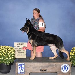 Gus - German Shepherd