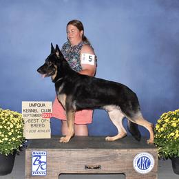 Gus - German Shepherd