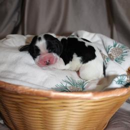 Cedar - Black and white male English Springer Spaniel puppy in Lexington, South Carolina from House Tiner Springers