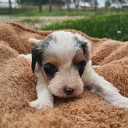 Skye - Merle female Cavapoo puppy in Decatur, Illinois from Petite Pups